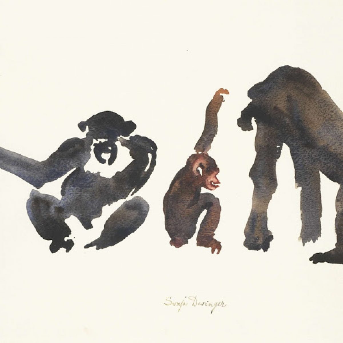 Rijksmuseum - Chimpansees